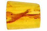 Two Fossil Flies (Diptera) In Baltic Amber #84607-1